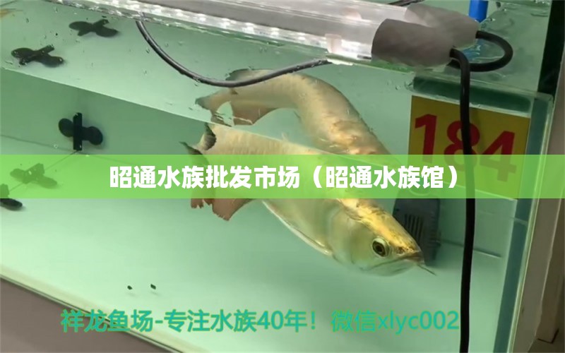 昭通水族批發(fā)市場(chǎng)（昭通水族館） 觀賞魚(yú)水族批發(fā)市場(chǎng)