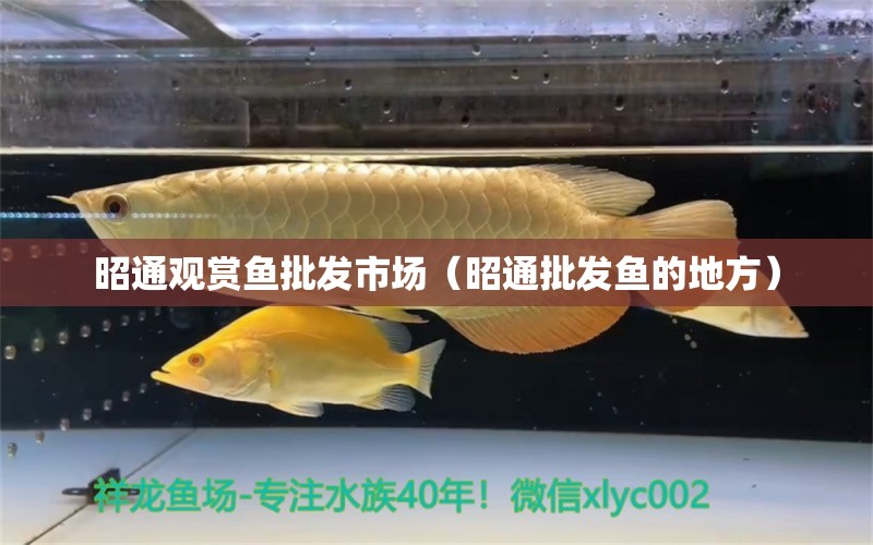 昭通觀賞魚批發(fā)市場（昭通批發(fā)魚的地方）