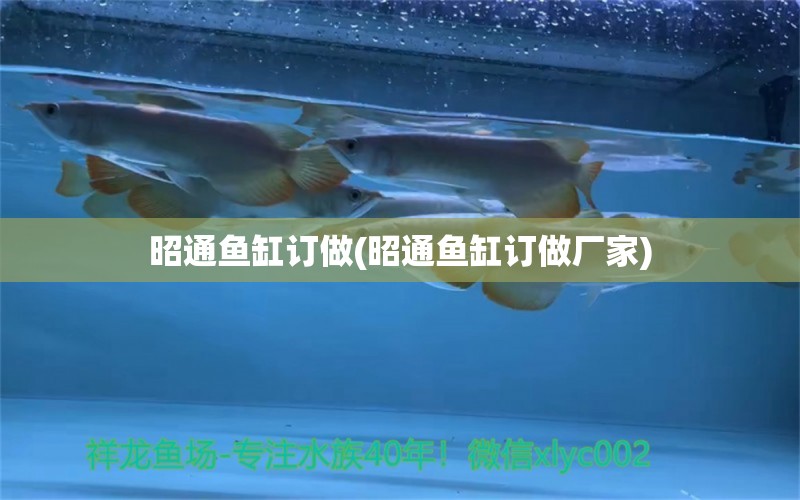 昭通魚缸訂做(昭通魚缸訂做廠家) 黃金眼鏡蛇雷龍魚 第1張