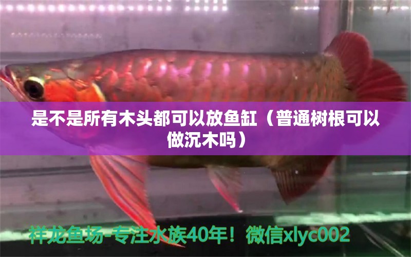 是不是所有木頭都可以放魚缸（普通樹根可以做沉木嗎） 其他品牌魚缸