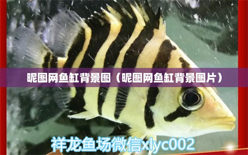 昵圖網(wǎng)魚缸背景圖（昵圖網(wǎng)魚缸背景圖片）