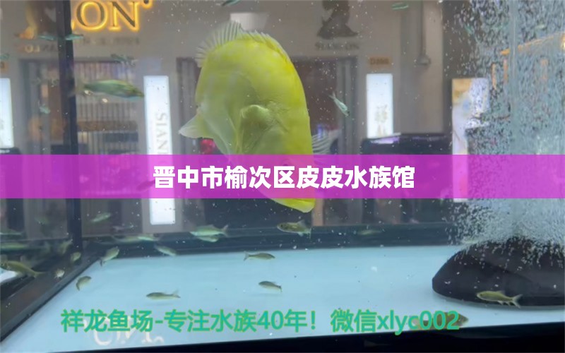 晉中市榆次區(qū)皮皮水族館