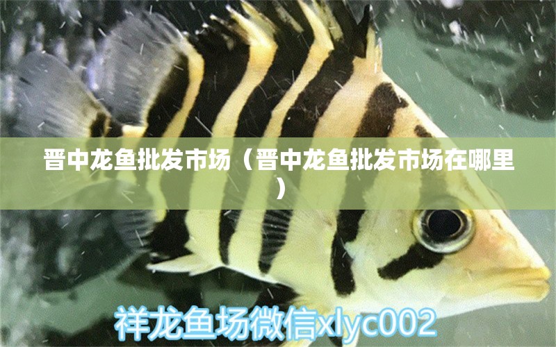 晉中龍魚批發(fā)市場（晉中龍魚批發(fā)市場在哪里） 龍魚批發(fā)