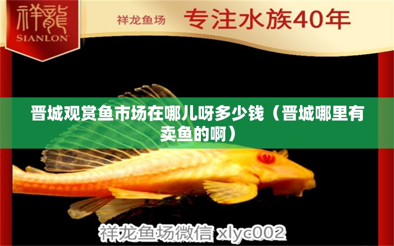 晉城觀賞魚市場在哪兒呀多少錢（晉城哪里有賣魚的?。? title=