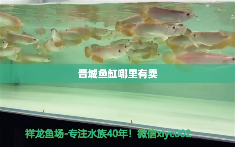 晉城魚缸哪里有賣