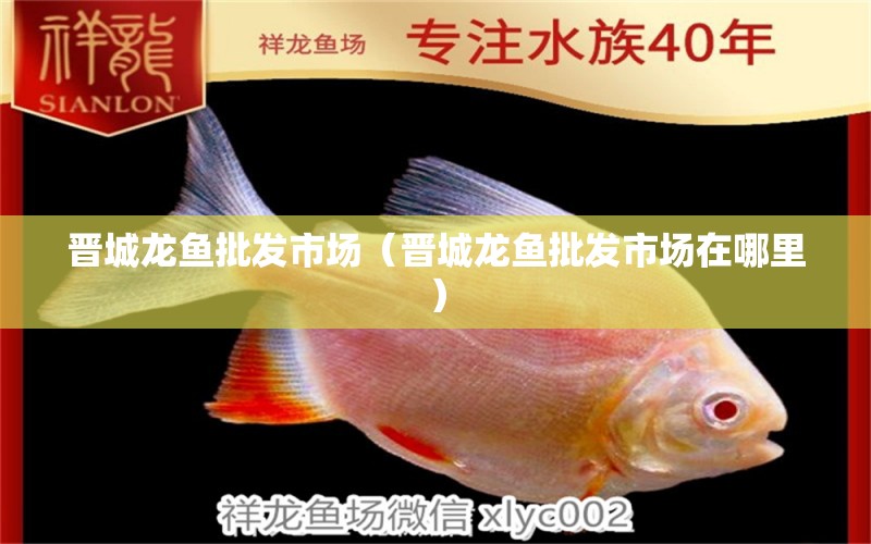 晉城龍魚批發(fā)市場（晉城龍魚批發(fā)市場在哪里）