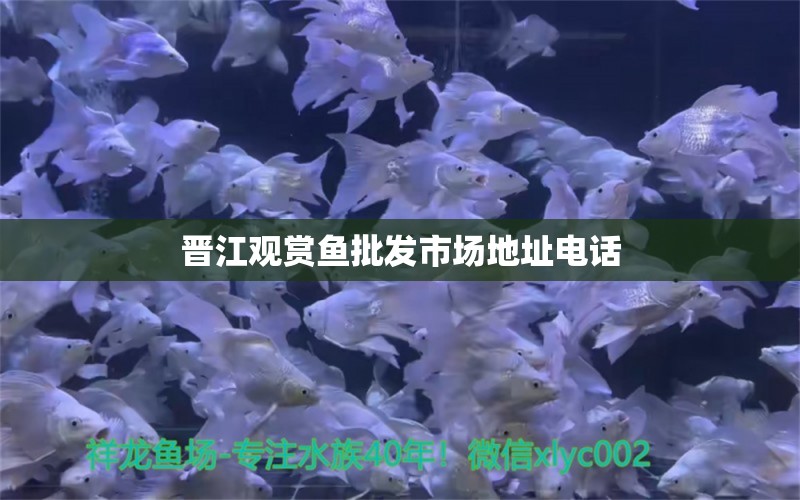 晉江觀賞魚批發(fā)市場地址電話