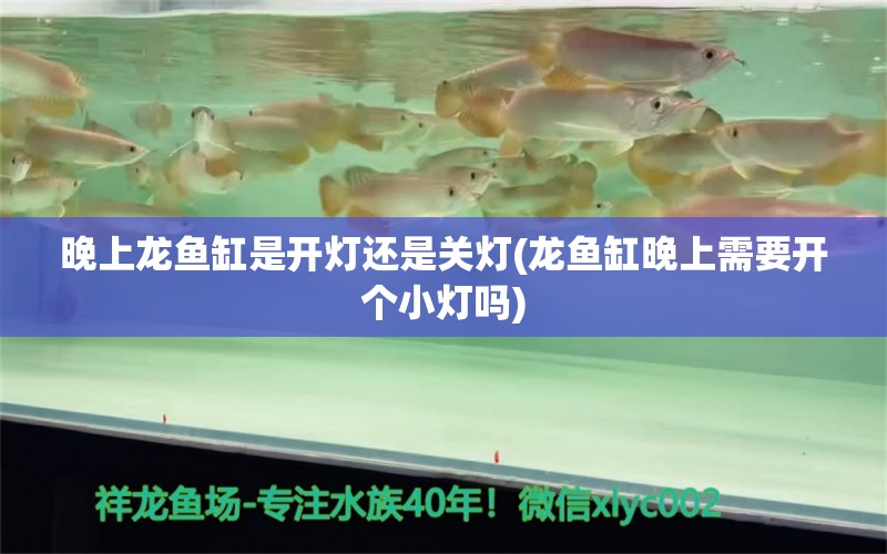 晚上龍魚缸是開燈還是關(guān)燈(龍魚缸晚上需要開個小燈嗎) 泰國虎魚