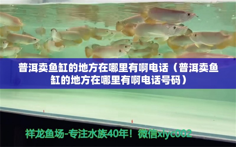 普洱賣魚缸的地方在哪里有啊電話（普洱賣魚缸的地方在哪里有啊電話號碼） 印尼虎苗