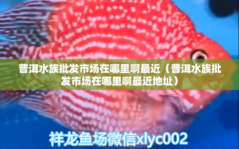 普洱水族批發(fā)市場在哪里啊最近（普洱水族批發(fā)市場在哪里啊最近地址） 觀賞魚水族批發(fā)市場