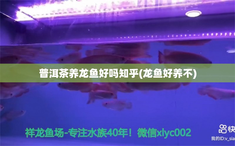 普洱茶養(yǎng)龍魚好嗎知乎(龍魚好養(yǎng)不)