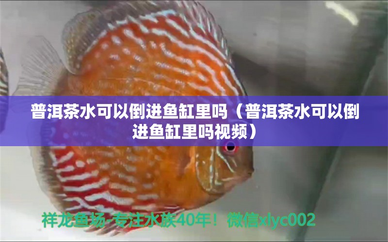 普洱茶水可以倒進(jìn)魚缸里嗎（普洱茶水可以倒進(jìn)魚缸里嗎視頻） 觀賞魚市場（混養(yǎng)魚）