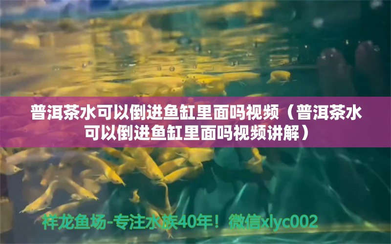 普洱茶水可以倒進魚缸里面嗎視頻（普洱茶水可以倒進魚缸里面嗎視頻講解）