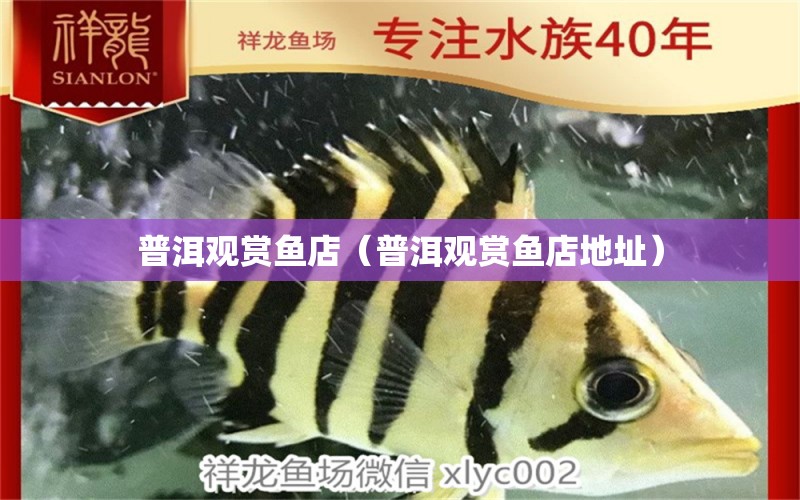 普洱觀賞魚店（普洱觀賞魚店地址） 觀賞魚市場(chǎng)