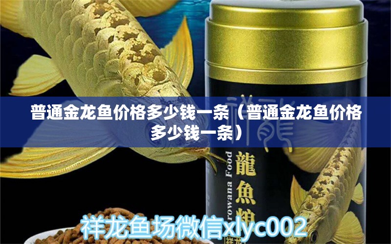 普通金龍魚價格多少錢一條（普通金龍魚價格多少錢一條）