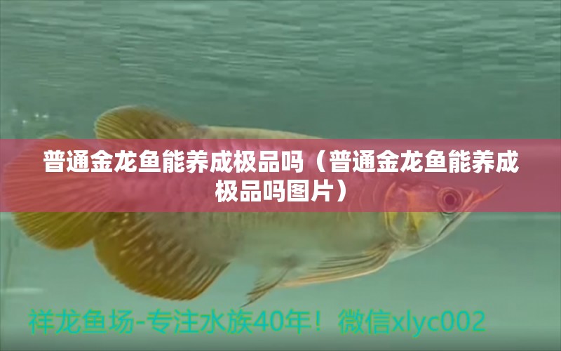 普通金龍魚能養(yǎng)成極品嗎（普通金龍魚能養(yǎng)成極品嗎圖片） 廣州龍魚批發(fā)市場