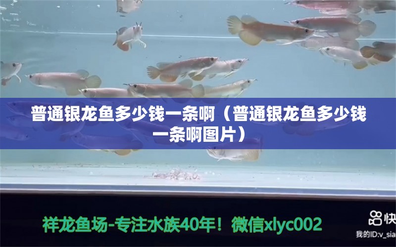 普通銀龍魚多少錢一條?。ㄆ胀ㄣy龍魚多少錢一條啊圖片）