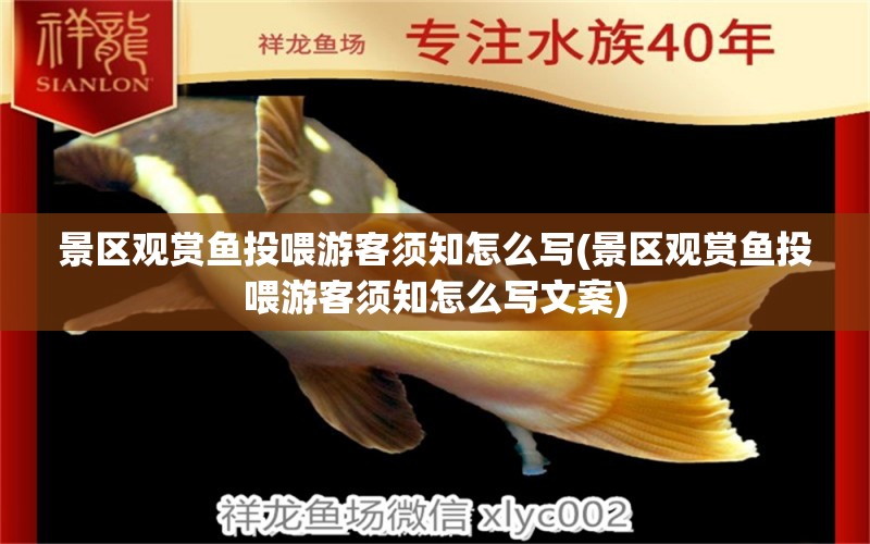 景區(qū)觀賞魚投喂游客須知怎么寫(景區(qū)觀賞魚投喂游客須知怎么寫文案) 粗線銀版魚