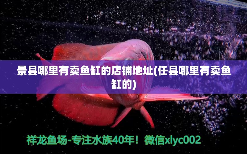 景縣哪里有賣魚缸的店鋪地址(任縣哪里有賣魚缸的) 成吉思汗鯊（球鯊）魚