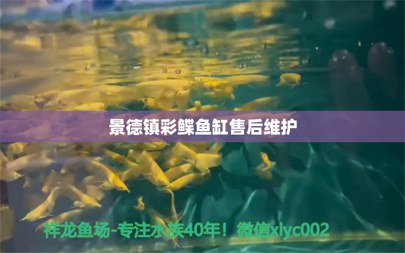 景德鎮(zhèn)彩鰈魚缸售后維護(hù) 彩鰈魚缸（彩蝶魚缸）