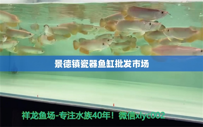 景德鎮(zhèn)瓷器魚缸批發(fā)市場(chǎng) 觀賞魚