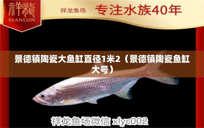 景德鎮(zhèn)陶瓷大魚缸直徑1米2（景德鎮(zhèn)陶瓷魚缸大號） 哥倫比亞巨暴魚苗