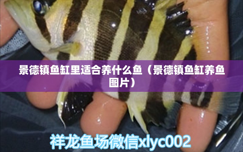 景德鎮(zhèn)魚缸里適合養(yǎng)什么魚（景德鎮(zhèn)魚缸養(yǎng)魚圖片）