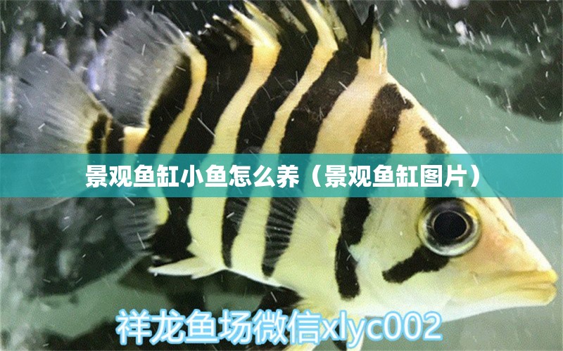 景觀魚缸小魚怎么養(yǎng)（景觀魚缸圖片） 網(wǎng)上購買觀賞魚