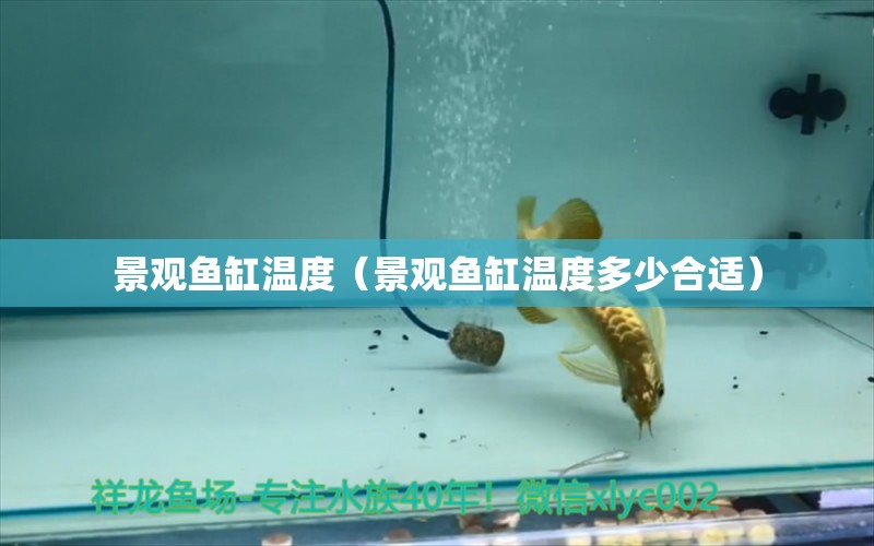 景觀魚缸溫度（景觀魚缸溫度多少合適） 白子關(guān)刀魚苗