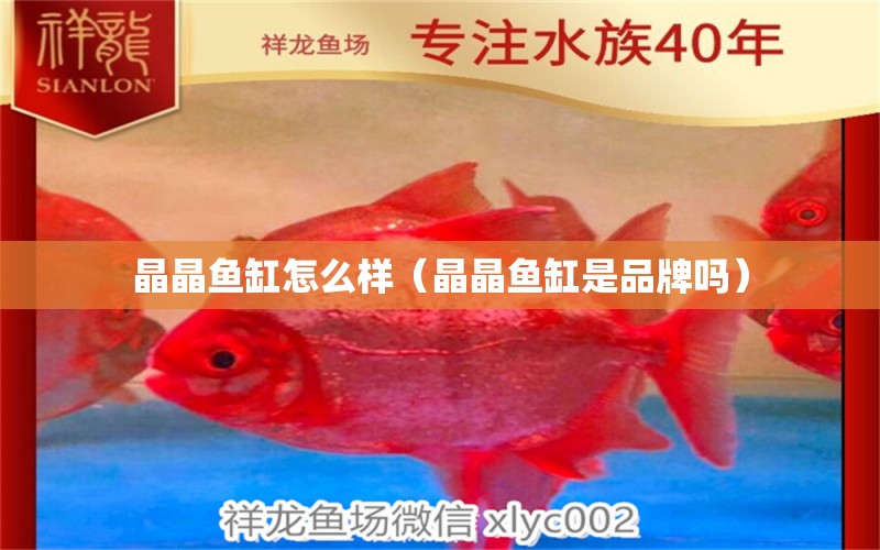 晶晶魚缸怎么樣（晶晶魚缸是品牌嗎）