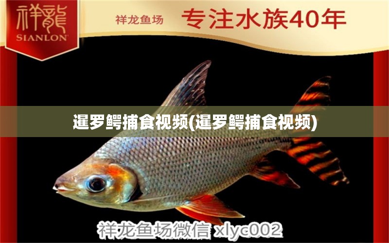 暹羅鱷捕食視頻(暹羅鱷捕食視頻) 非洲象鼻魚