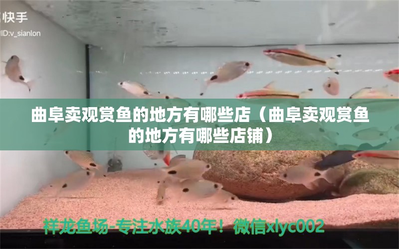 曲阜賣觀賞魚的地方有哪些店（曲阜賣觀賞魚的地方有哪些店鋪） 祥龍水族醫(yī)院