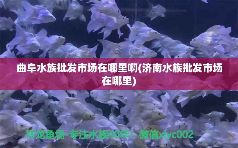 曲阜水族批發(fā)市場(chǎng)在哪里啊(濟(jì)南水族批發(fā)市場(chǎng)在哪里) 觀賞魚水族批發(fā)市場(chǎng)