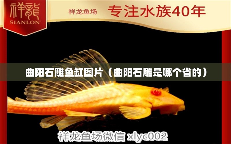 曲陽(yáng)石雕魚(yú)缸圖片（曲陽(yáng)石雕是哪個(gè)省的）