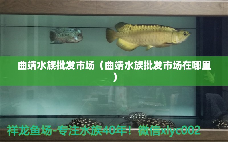 曲靖水族批發(fā)市場（曲靖水族批發(fā)市場在哪里） 觀賞魚水族批發(fā)市場 第1張