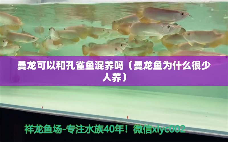 曼龍可以和孔雀魚(yú)混養(yǎng)嗎（曼龍魚(yú)為什么很少人養(yǎng)）