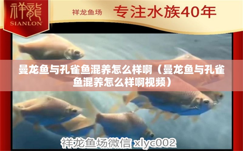 曼龍魚與孔雀魚混養(yǎng)怎么樣?。堲~與孔雀魚混養(yǎng)怎么樣啊視頻）