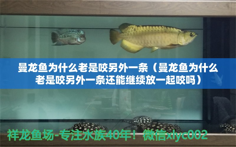 曼龍魚為什么老是咬另外一條（曼龍魚為什么老是咬另外一條還能繼續(xù)放一起咬嗎）