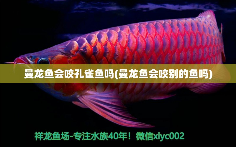 曼龍魚會咬孔雀魚嗎(曼龍魚會咬別的魚嗎) 龍鳳鯉魚