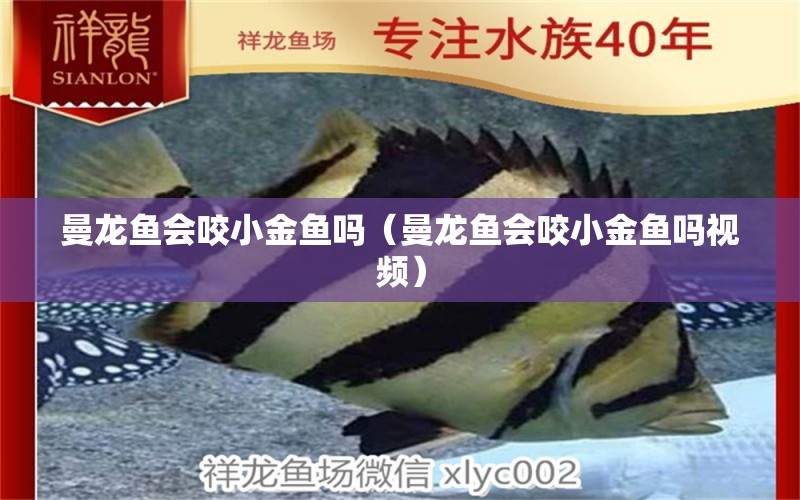 曼龍魚(yú)會(huì)咬小金魚(yú)嗎（曼龍魚(yú)會(huì)咬小金魚(yú)嗎視頻）