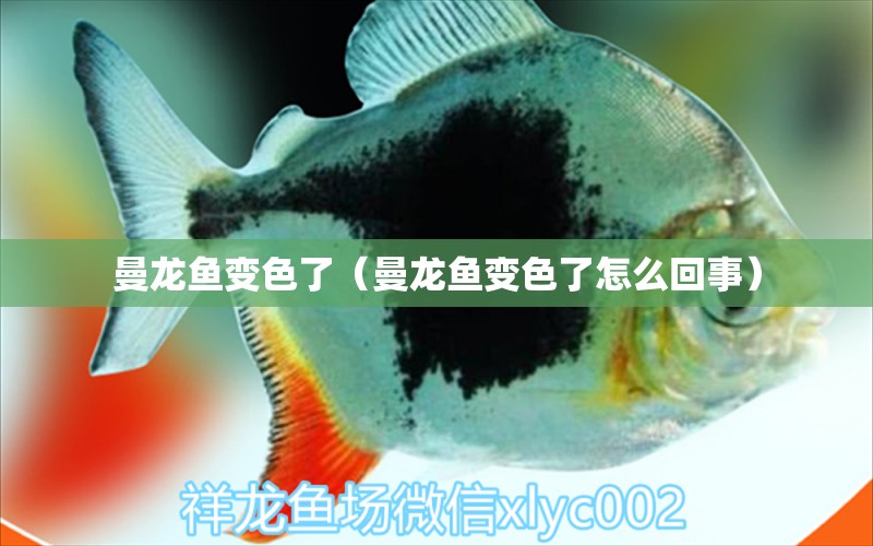 曼龍魚變色了（曼龍魚變色了怎么回事）