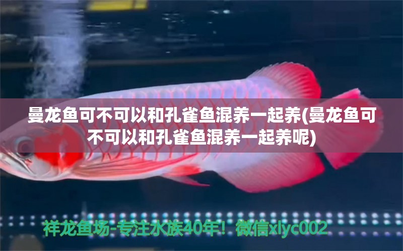 曼龍魚可不可以和孔雀魚混養(yǎng)一起養(yǎng)(曼龍魚可不可以和孔雀魚混養(yǎng)一起養(yǎng)呢) 羅漢魚