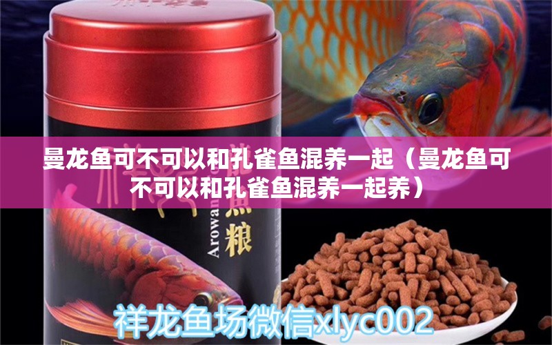 曼龍魚可不可以和孔雀魚混養(yǎng)一起（曼龍魚可不可以和孔雀魚混養(yǎng)一起養(yǎng)）