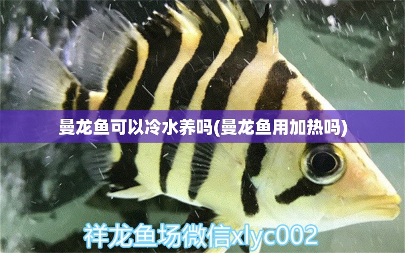 曼龍魚(yú)可以冷水養(yǎng)嗎(曼龍魚(yú)用加熱嗎) 其它水族用具設(shè)備