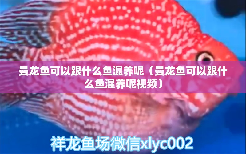 曼龍魚可以跟什么魚混養(yǎng)呢（曼龍魚可以跟什么魚混養(yǎng)呢視頻） 廣州龍魚批發(fā)市場