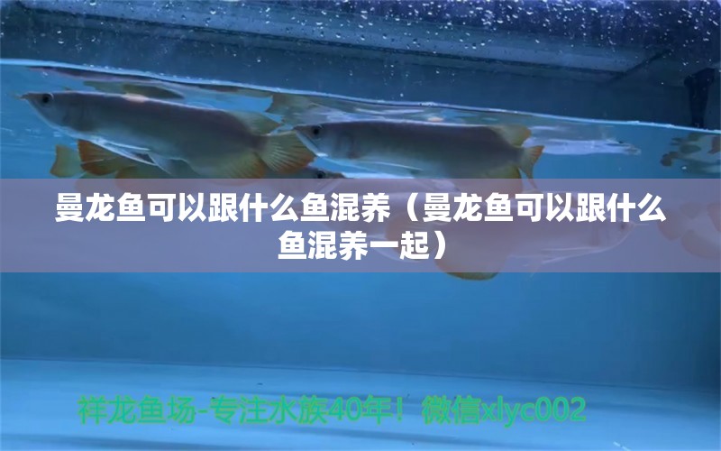 曼龍魚(yú)可以跟什么魚(yú)混養(yǎng)（曼龍魚(yú)可以跟什么魚(yú)混養(yǎng)一起）