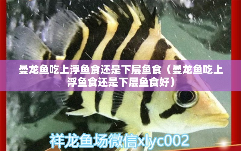 曼龍魚吃上浮魚食還是下層魚食（曼龍魚吃上浮魚食還是下層魚食好）