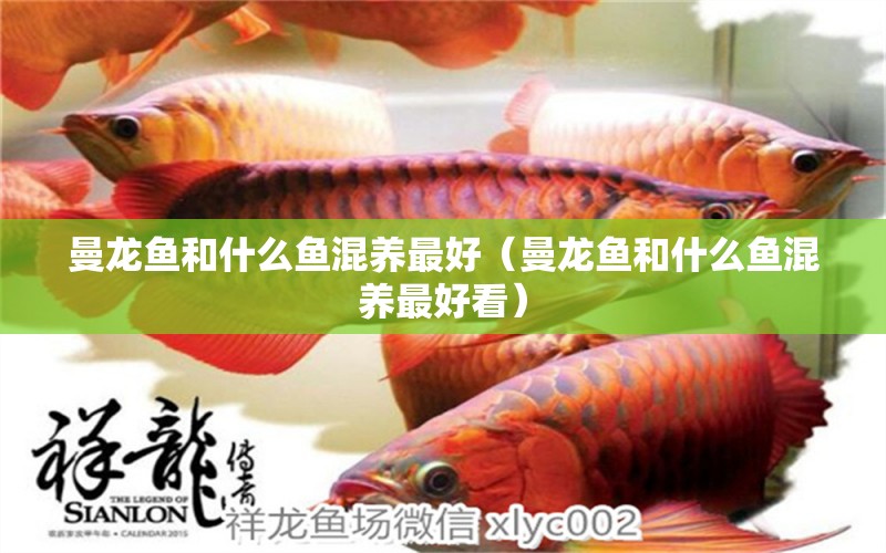 曼龍魚和什么魚混養(yǎng)最好（曼龍魚和什么魚混養(yǎng)最好看） 廣州龍魚批發(fā)市場