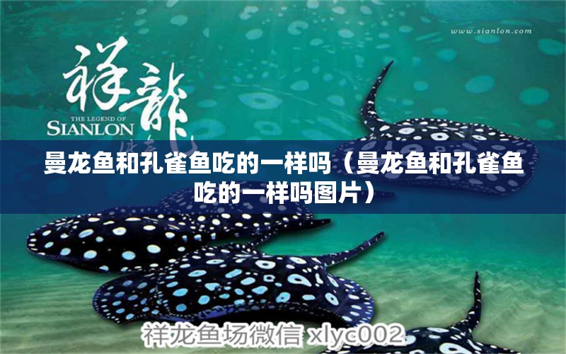 曼龍魚和孔雀魚吃的一樣嗎（曼龍魚和孔雀魚吃的一樣嗎圖片）