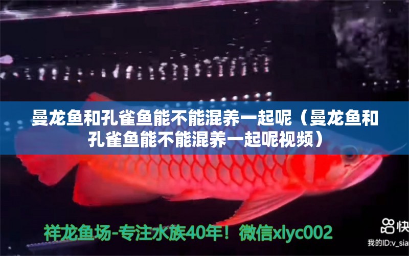 曼龍魚和孔雀魚能不能混養(yǎng)一起呢（曼龍魚和孔雀魚能不能混養(yǎng)一起呢視頻）